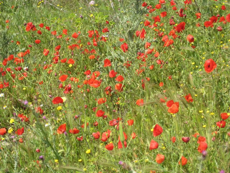 25_Mohn